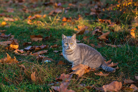 秋天公园绿眼睛的灰猫的画像