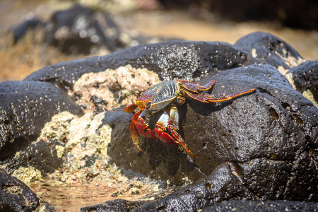 巴西桑乔海滩普拉亚的彩色红蟹Gonops is Cruentata