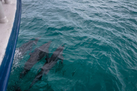海豚在巴西费尔南多德诺罗尼亚珀南布哥船附近游泳