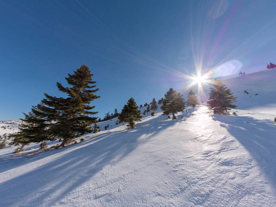 阳光明媚的日子里，有树的卡拉维里塔滑雪胜地