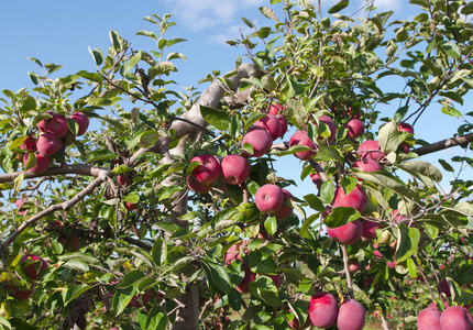 苹果树果园果实有机农业