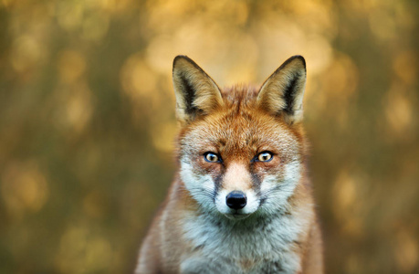 特写一只红狐狸在五颜六色的背景英国。