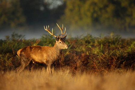 接近一只红鹿站在蕨类植物上，在一个清晨雾蒙蒙的秋晨英国。