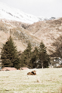 高地牛站在苏格兰的草地上，对周围的环境表现出好奇的兴趣
