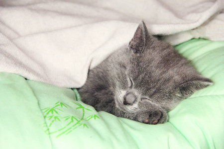 一只小猫在毯子下睡得很香