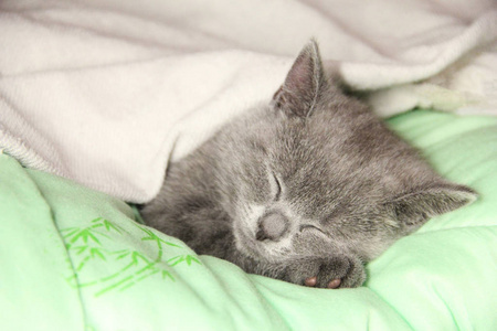 一只小猫在毯子下睡得很香