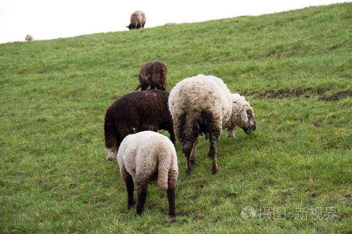 一群绵羊在德国黑德埃姆斯兰多云的天空下的草地上喂草,在夏日散步时