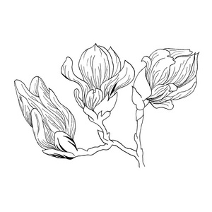 一套孤立的木兰花。 玉兰花在白色背景上的线条艺术素描