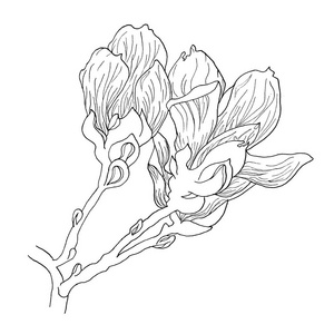 怎样素描兰花图片-怎样素描兰花素材-怎样素描兰花插画-摄图新视界