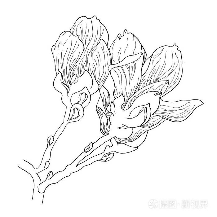一套孤立的木兰花玉兰花在白色背景上的线条艺术素描