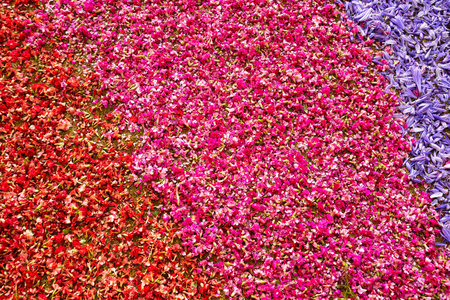 鲜花花瓣背景图片