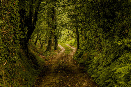 乡村道路的细节，树木和落叶的泥土色调