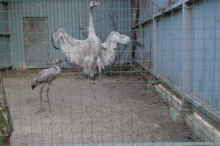 囚禁中鹤的婚姻舞蹈。