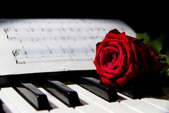 钢琴琴键上的一朵红玫瑰