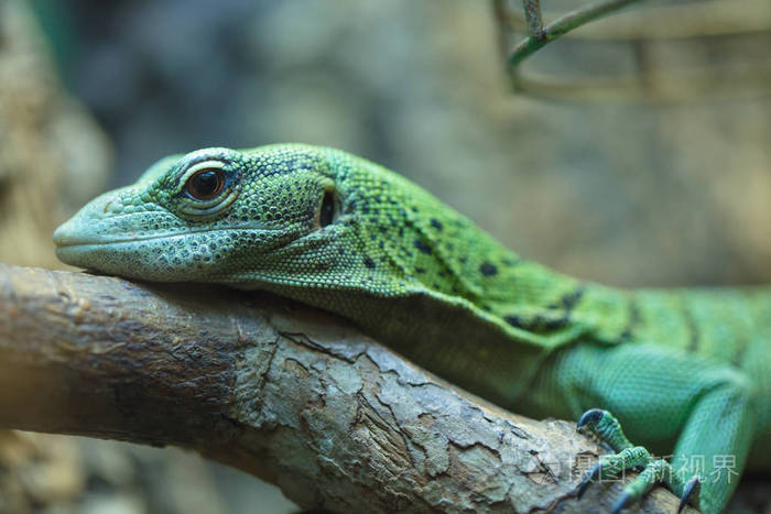 以昆虫为食的热带稀有蜥蜴. 爬行动物