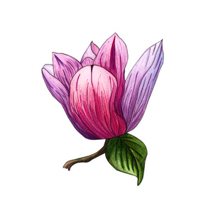 粉红色玉兰花的水彩插图。 水彩玉兰手绘插图白色背景。 植物花卉元素为您的设计。 玉兰枝，有花和叶子。