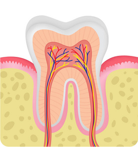 人体牙齿的解剖