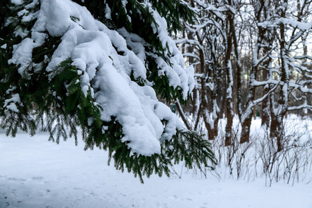 冬季景观。 冷杉树枝上的雪。 模糊的摄影与浅深的领域。 寒冷的冬天，雪覆盖了森林。