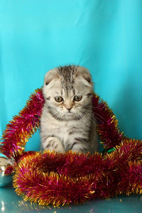 带圣诞玩具的条纹小猫