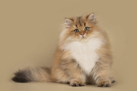 英国绒毛猫光隔离背景照片