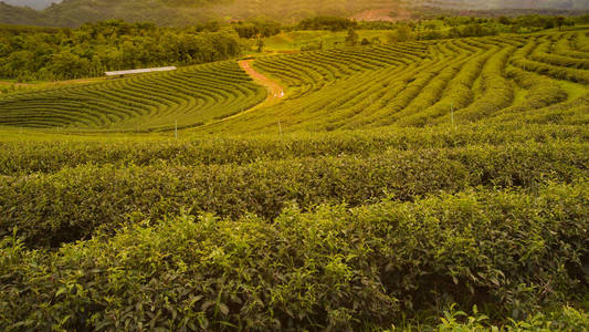 高地绿茶种植田自然景观背景图片