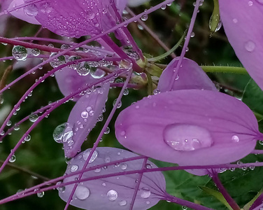 水滴在粉红色的花上