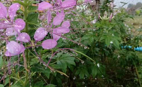 水滴在粉红色的花上