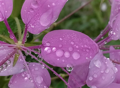 水滴在粉红色的花上