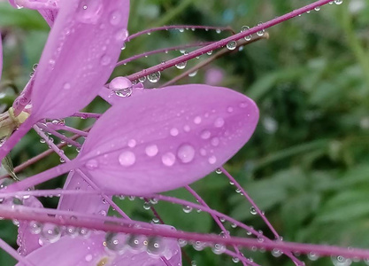 水滴在粉红色的花上