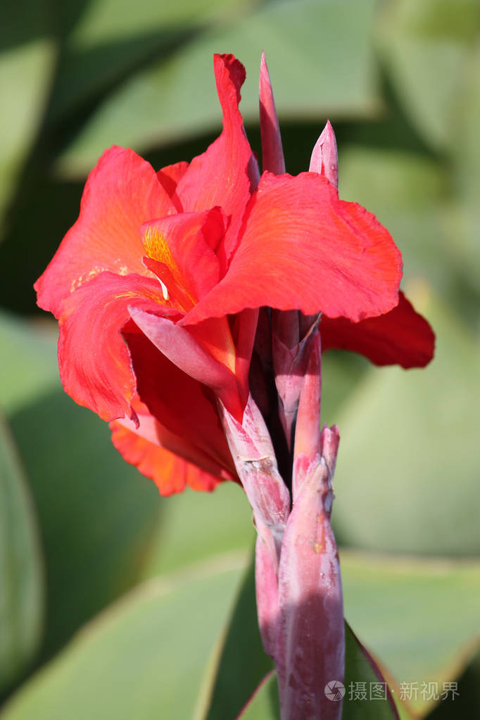 绿色背景下花园中的亮橙红色美人蕉花