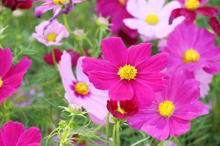 美丽的宇宙花园里五颜六色的花