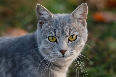 秋天公园绿眼睛的灰猫的画像