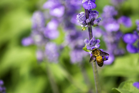 紫花蜜蜂或园林紫草蜂