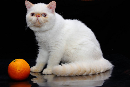 个一只带橙色的白色小猫的肖像相似素材图片