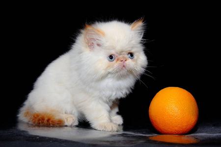 毛茸茸的白色小猫在和一只橙色的小猫玩耍