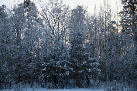 在冬天的树林里散步