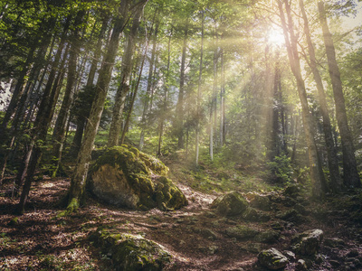 风景优美的风景,温暖的阳光透过山上一片落叶林的叶子闪闪发光. 照片