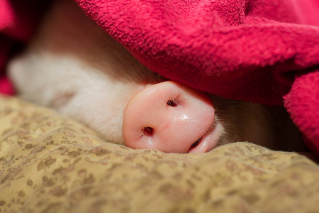 猪躺着睡觉搞笑图片图片