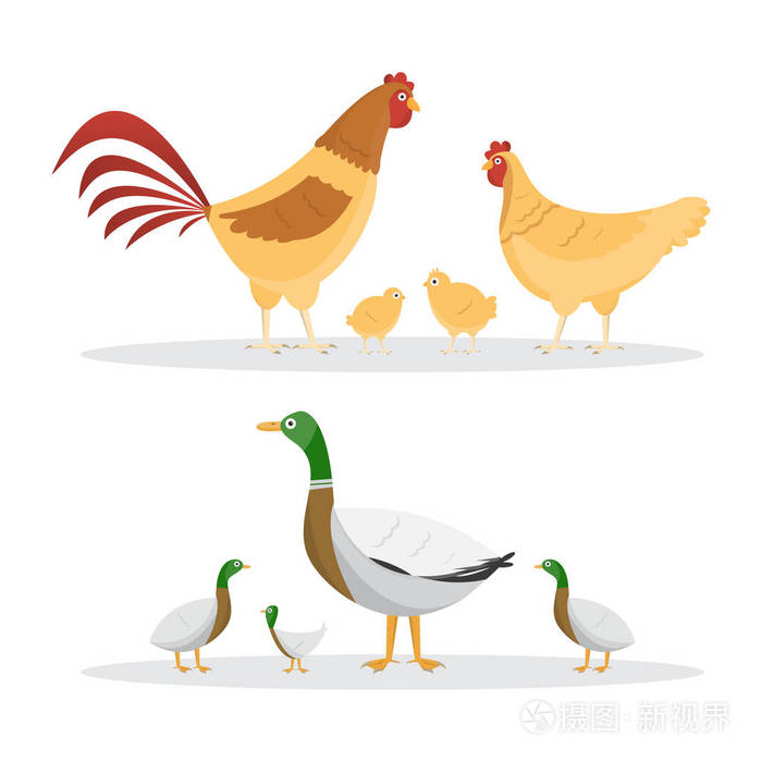 鸡和鸭子农场内的一组动物隔离在白色背景上矢量插图