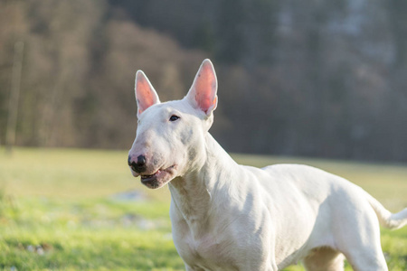 阳光明媚的日子户外白头犬的肖像照片