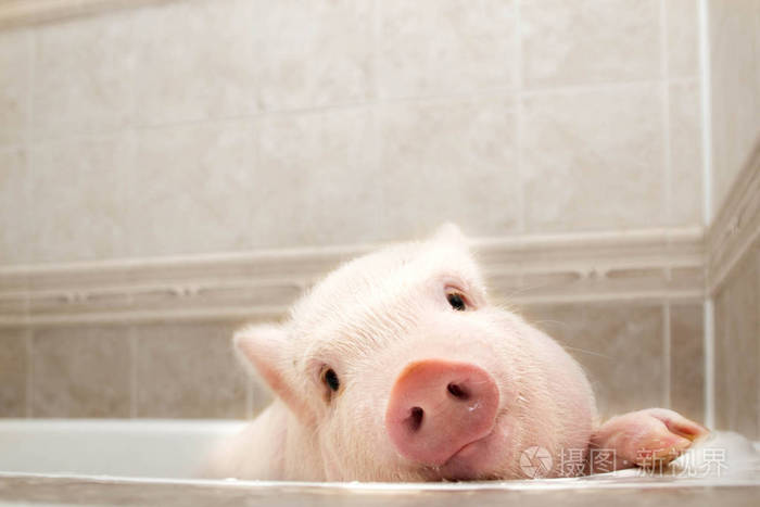 可爱的小猪在浴室照片-正版商用图片17ih44-摄图新视界