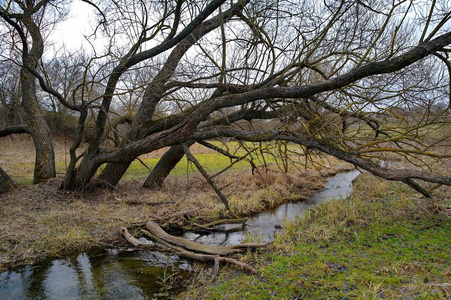 有河流和树木的春天景观