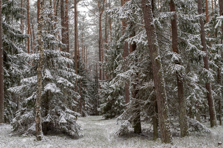 针叶林中的雪道。 森林和树木中覆盖着新鲜的雪。 冬天的季节。