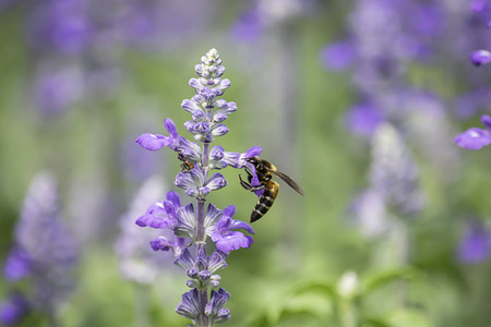 花园中紫花或薰衣草上的蜜蜂