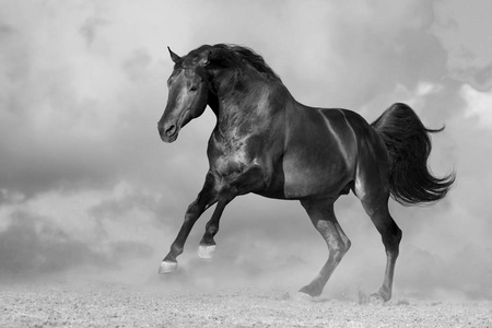 马在沙漠的尘土中飞奔,对抗戏剧性的天空. 黑白的照片