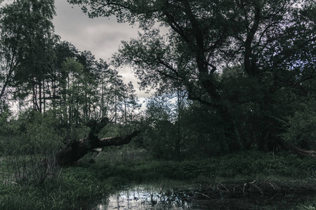 神秘的黑暗森林与沼泽照片