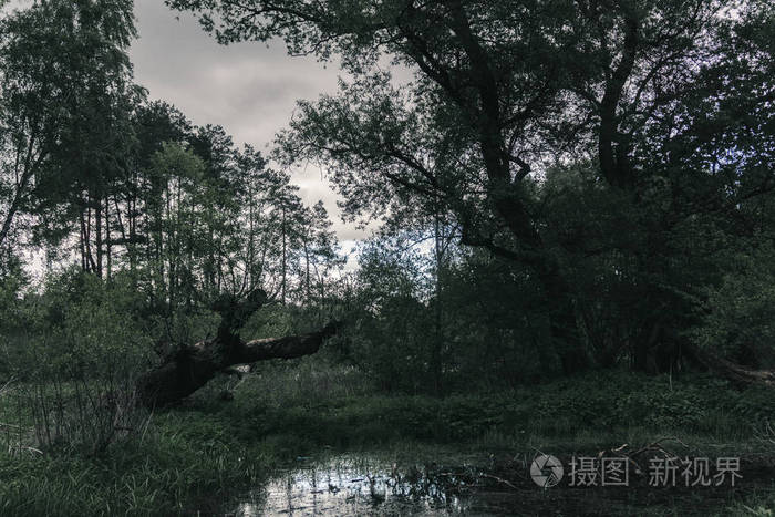 神秘的黑暗森林与沼泽