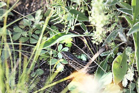 棕色蜥蜴躲在绿色植物之间