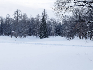 冬季景观。 寒冷的冬天，雪覆盖了森林。 树枝上的雪。 自然摄影。