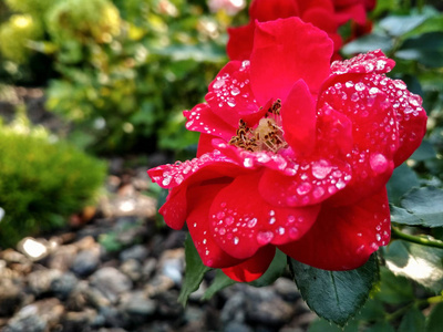 绿草背景上有水滴的红色玫瑰花。 新鲜的湿粉红色花园玫瑰。 令人惊叹的红玫瑰。